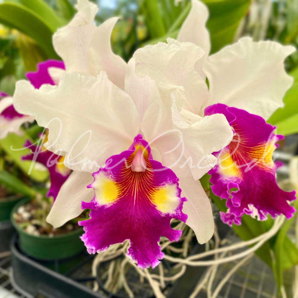 Cattleya+De+Loris+Ziegfeld+